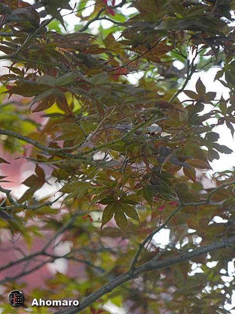 写真00