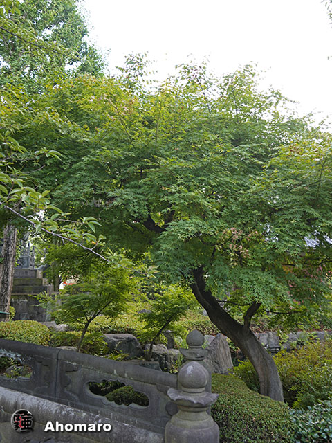 写真00
