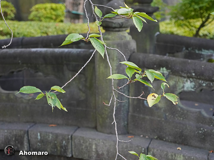写真00