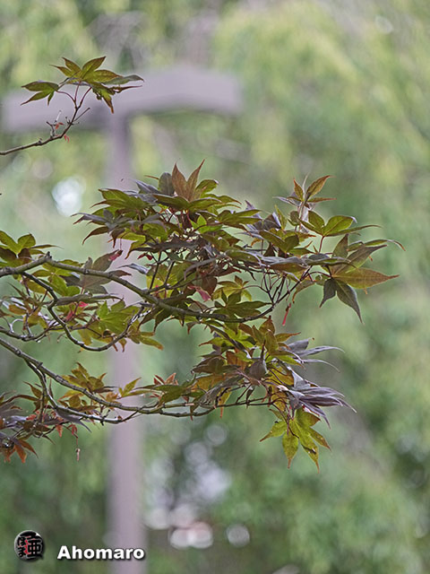 写真00