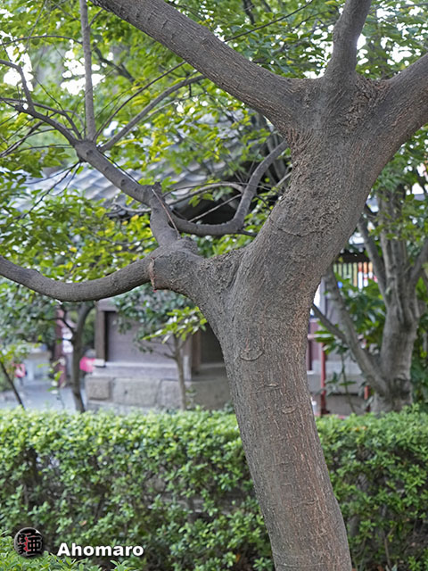 ʐ^00