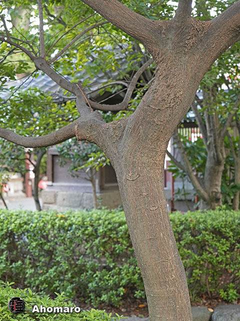 ʐ^00