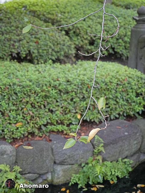 写真00