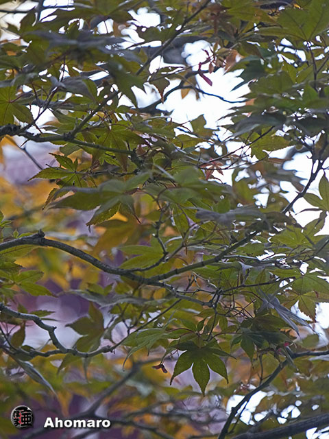 写真00