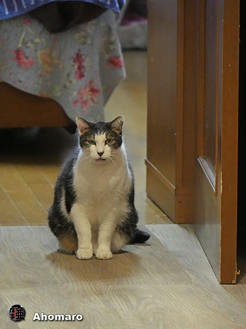 ʐ^00