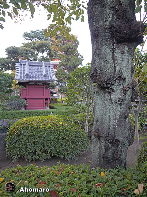 写真00