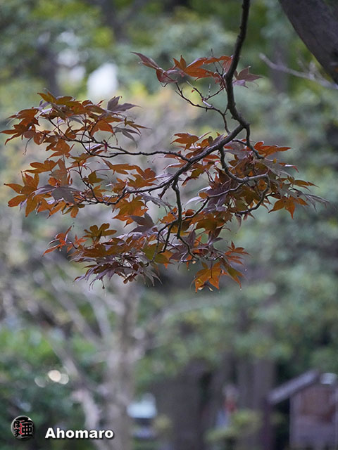 写真00