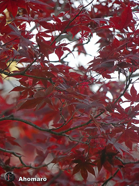 写真00