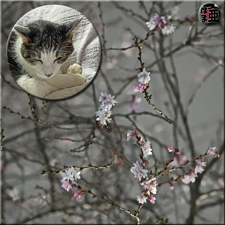 Lʐ^