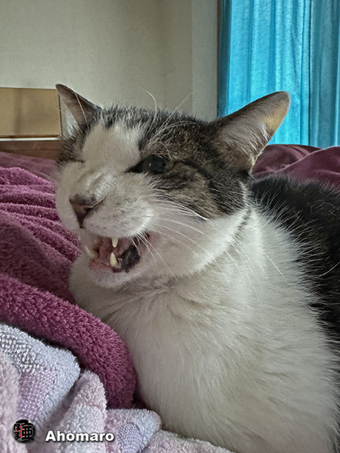 ʐ^00