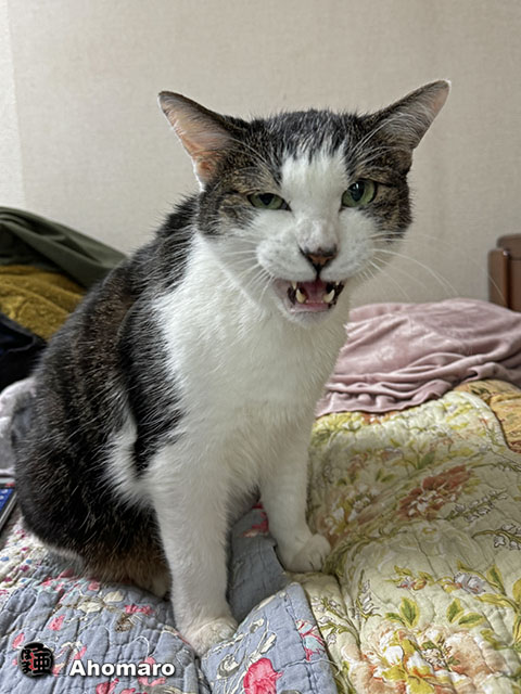 ʐ^00