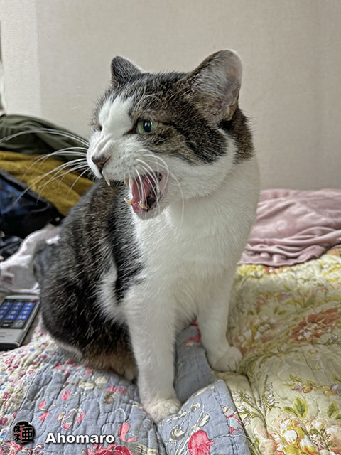 ʐ^00