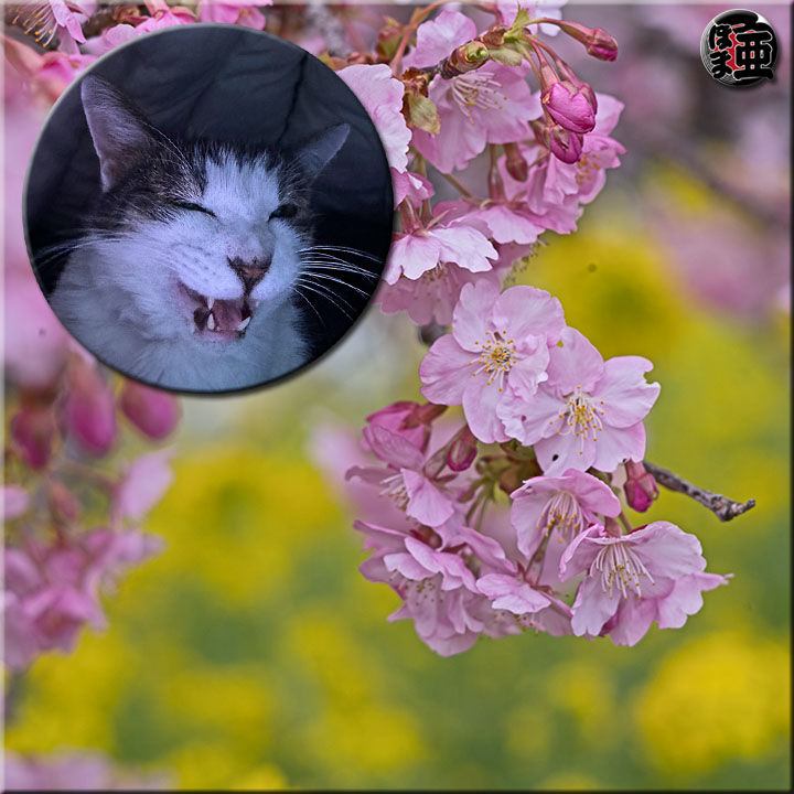 Lʐ^