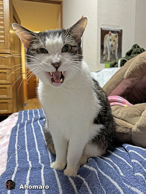 ʐ^00