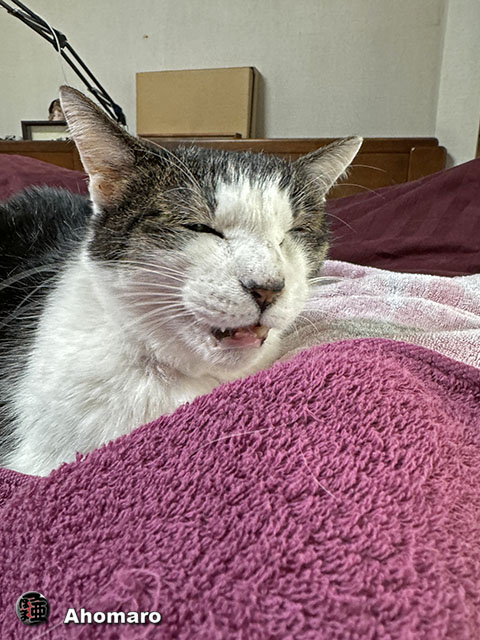 ʐ^00