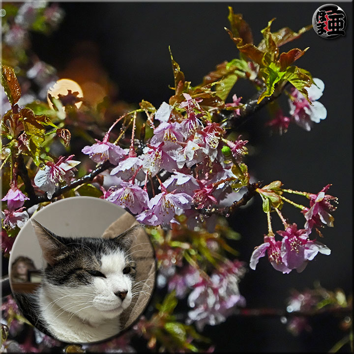 Lʐ^
