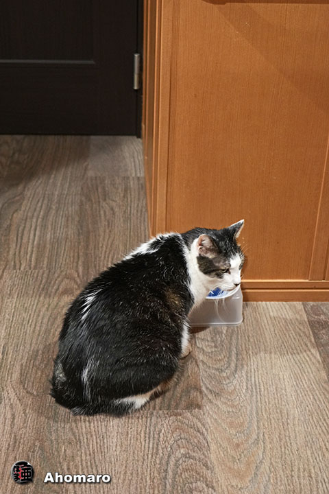 ʐ^00