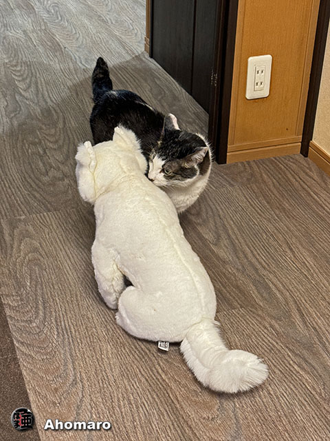 ʐ^00