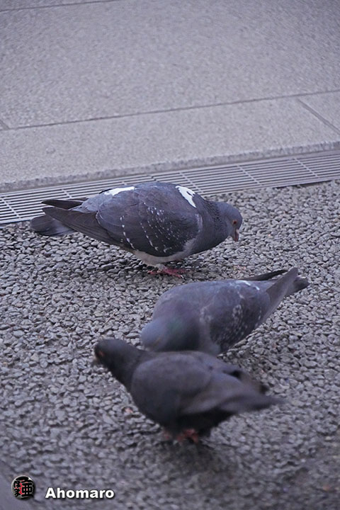 ʐ^00