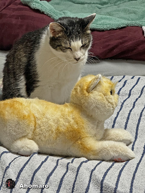 ʐ^00