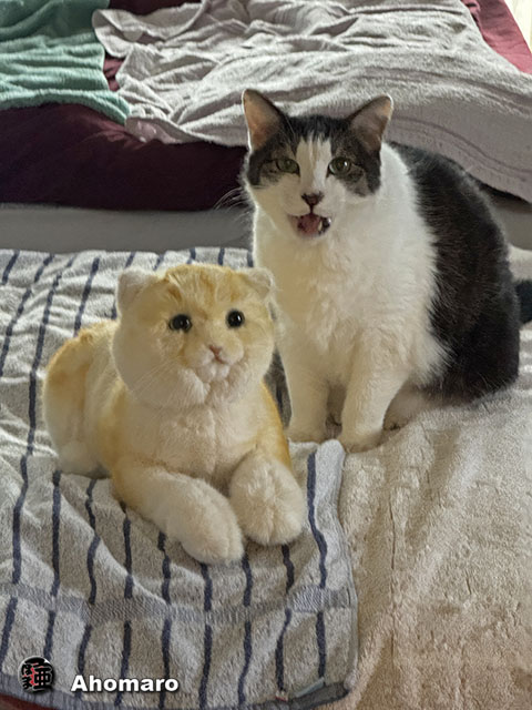 ʐ^00
