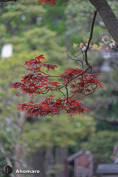 写真00