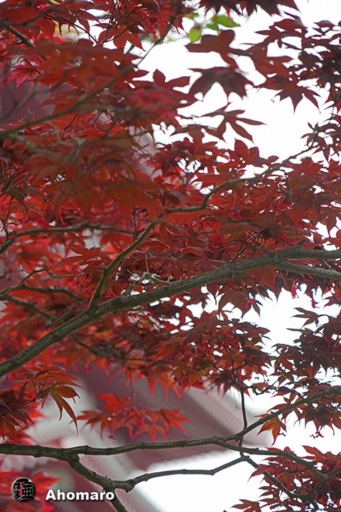 写真00