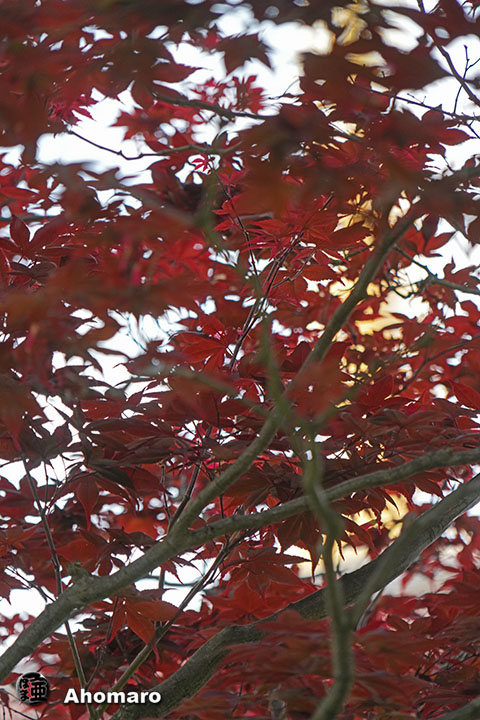 写真00