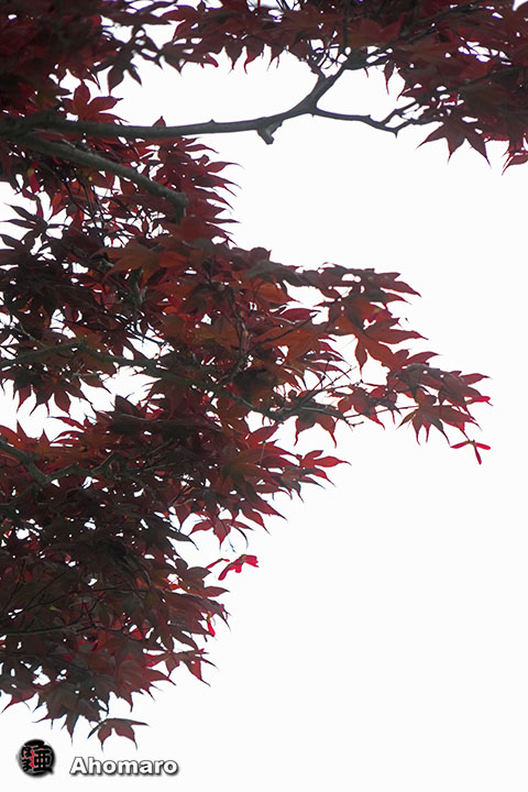 写真00