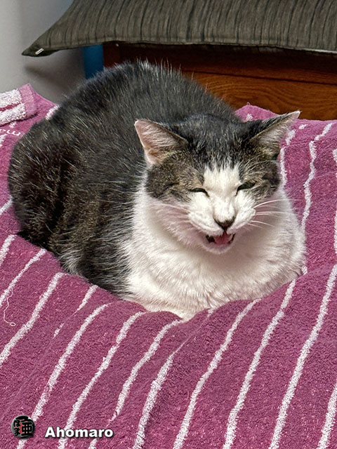 ʐ^00