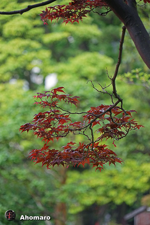 写真00