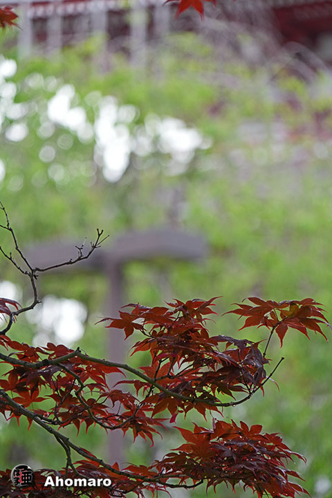 写真00