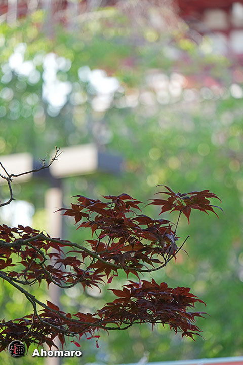 写真00