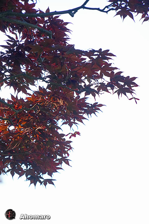 写真00