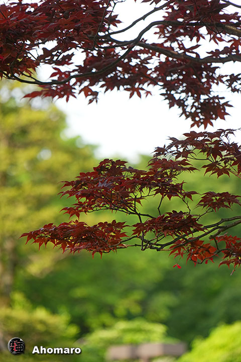 写真00