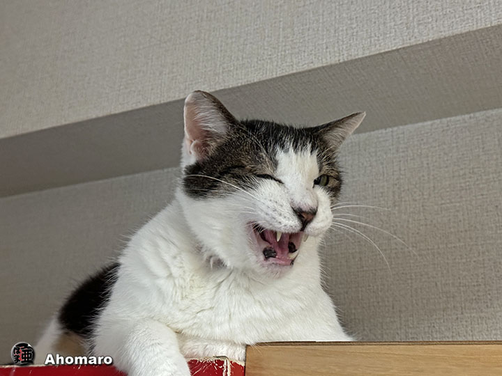 ʐ^00
