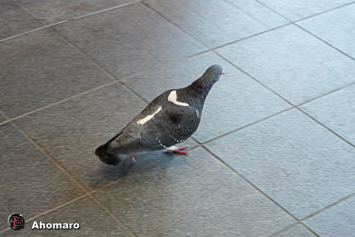 ʐ^00
