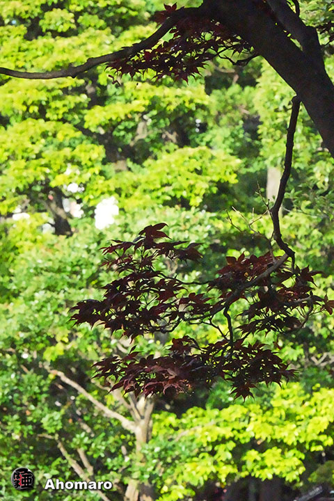 写真00