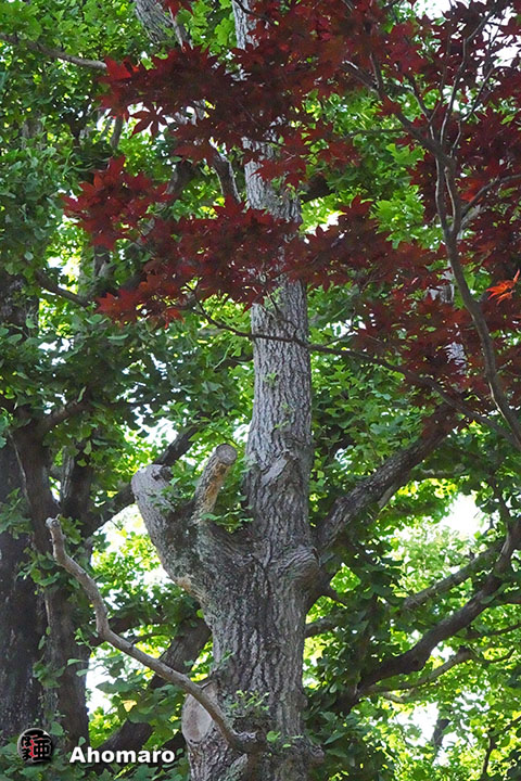写真00