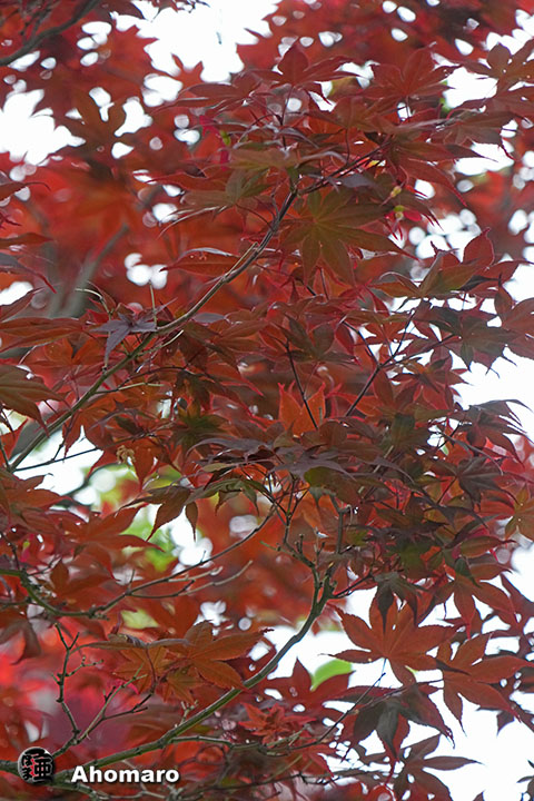 写真00