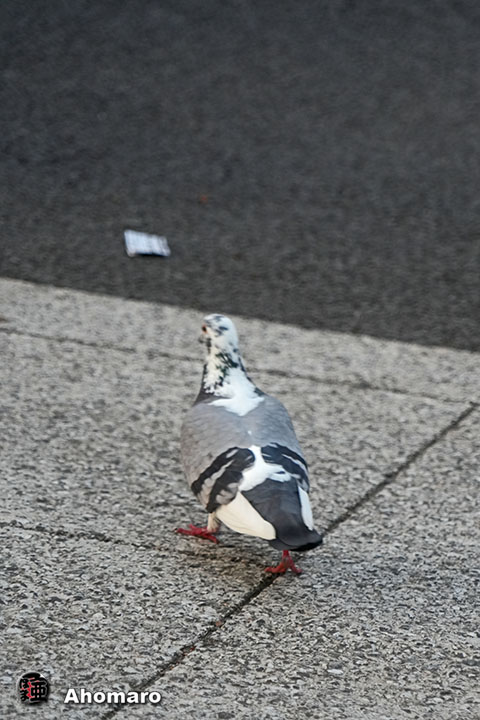 ʐ^00