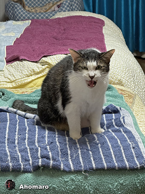 ʐ^00