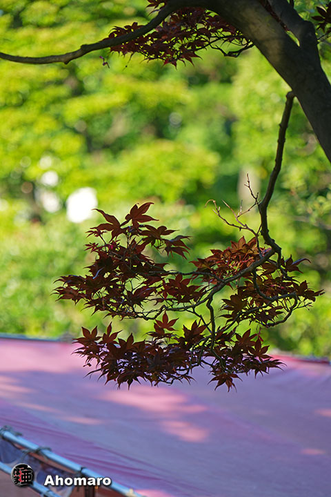 写真00