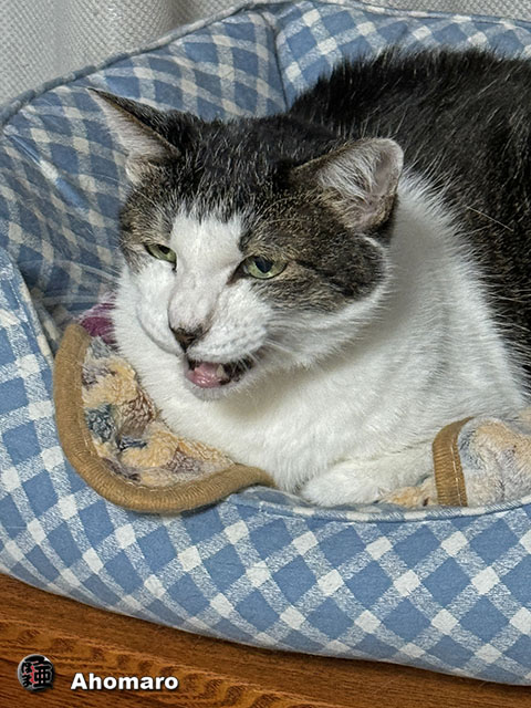 ʐ^00