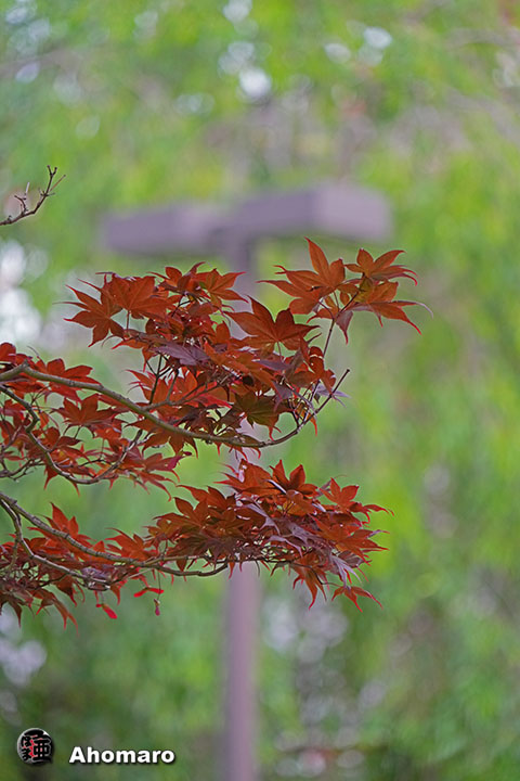 写真00