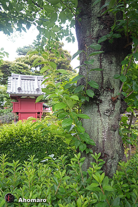 写真00