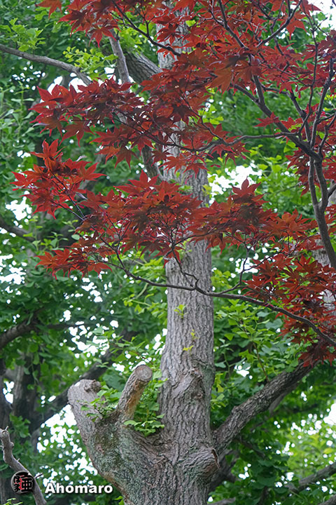 写真00