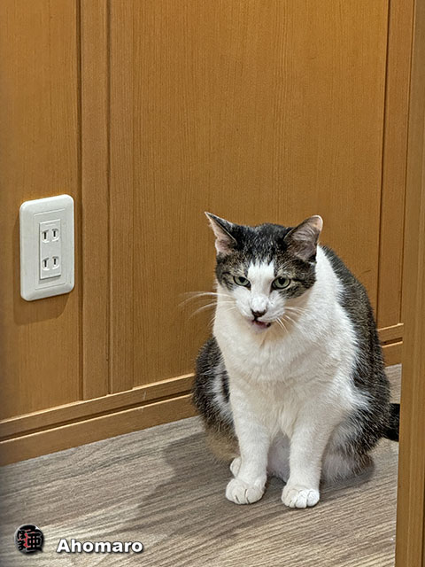 ʐ^00