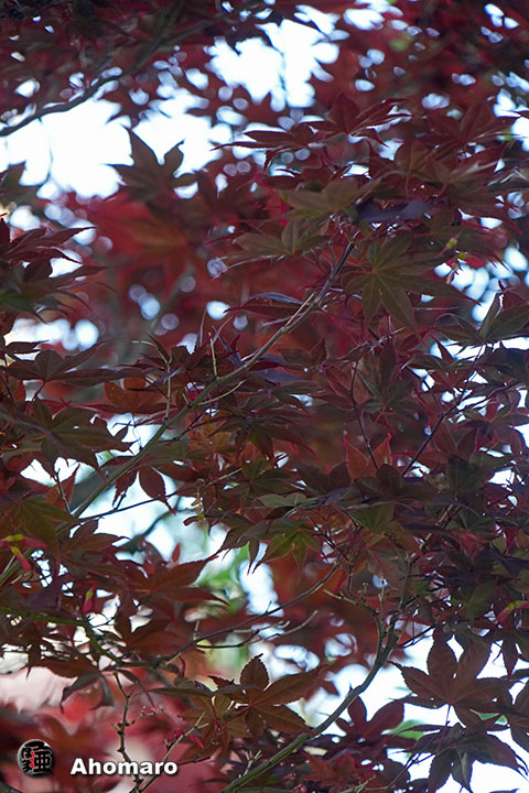 写真00