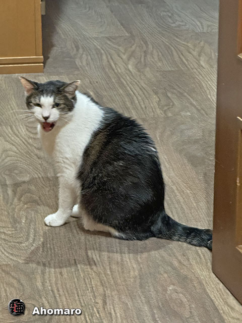 ʐ^00